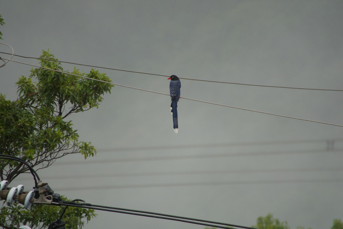 Taiwan Blue-Magpie - ML647303171