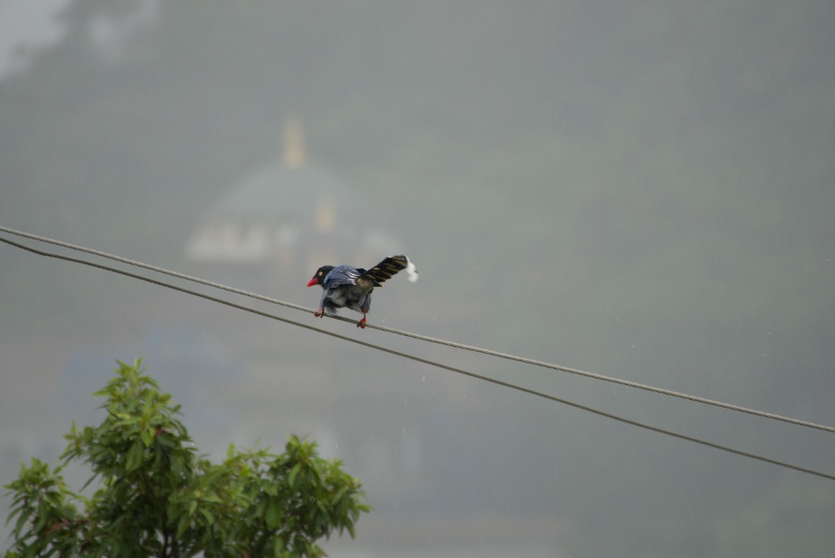 Taiwan Blue-Magpie - ML647303172