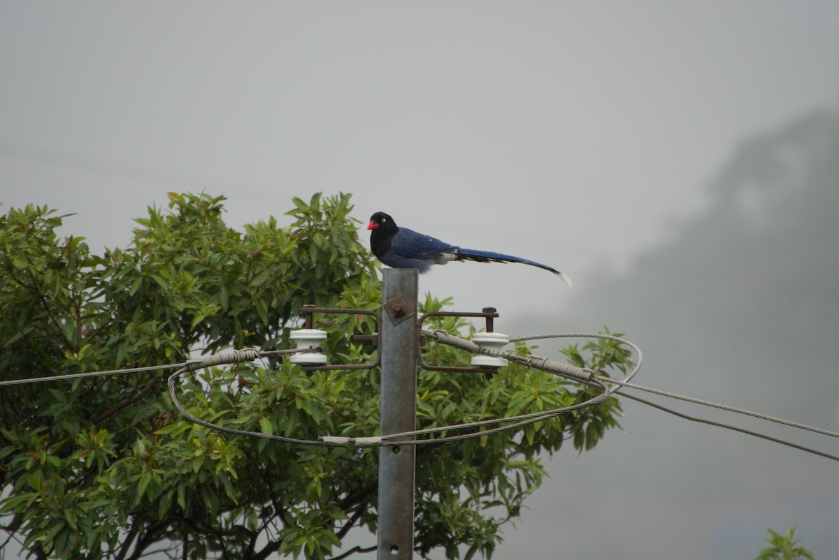 Taiwan Blue-Magpie - ML647303173