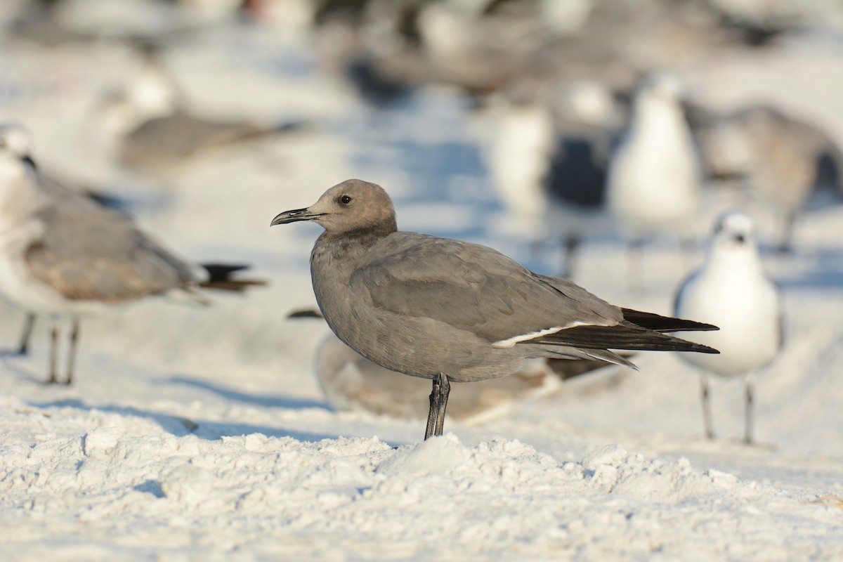 Серая чайка - ML647303175