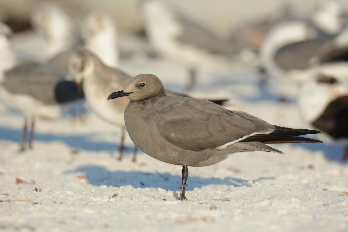 Серая чайка - ML647303177