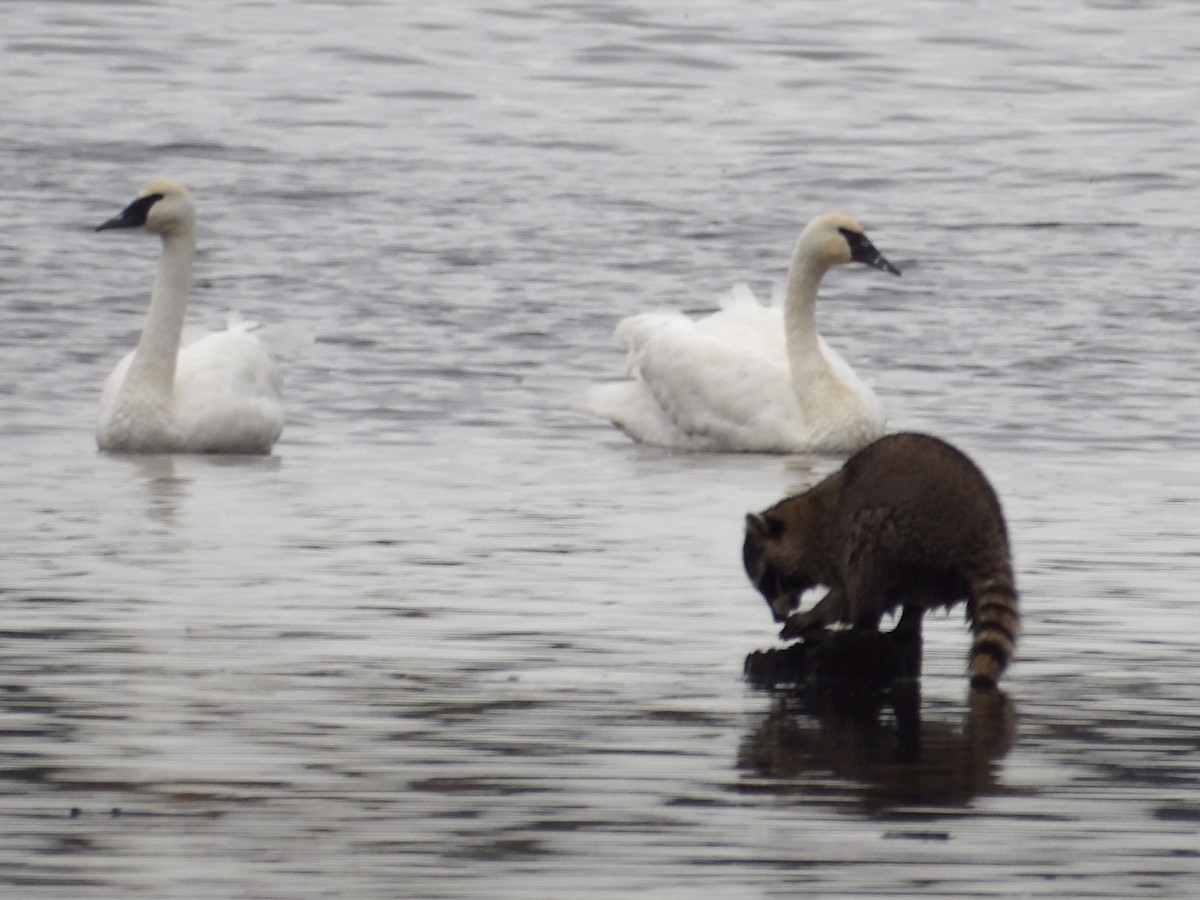 Raccoons, Coatis, and Allies - ML647303178