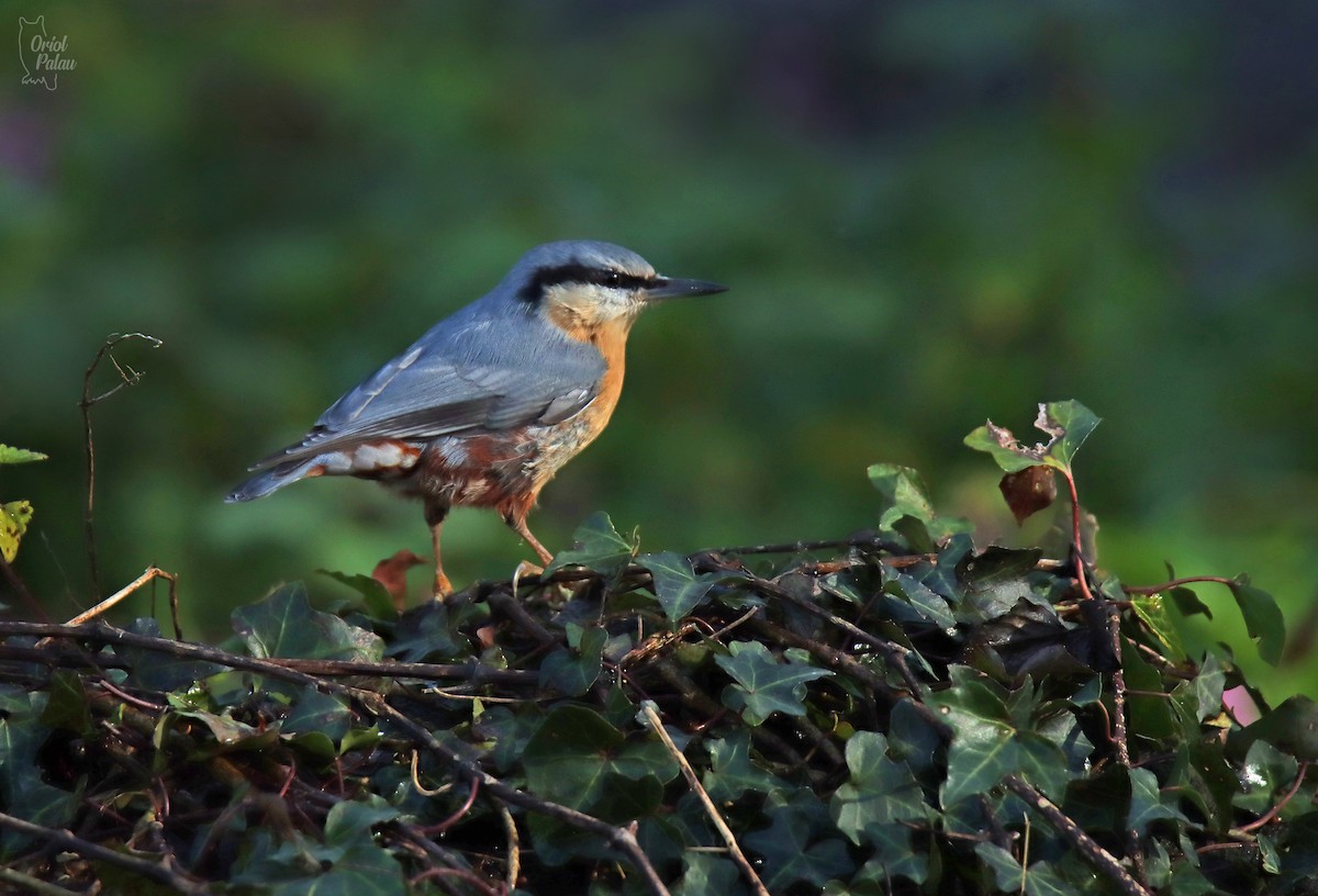 Повзик звичайний - ML647303192