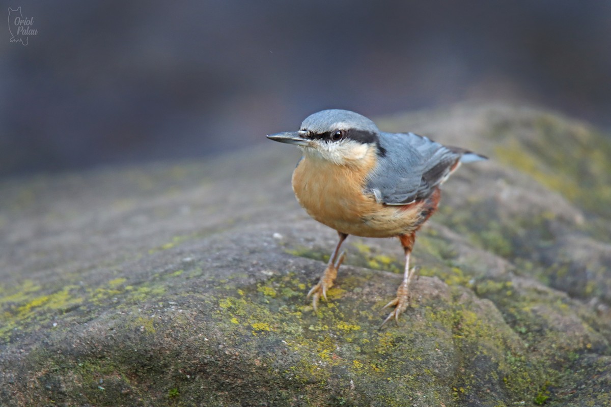 Повзик звичайний - ML647303193