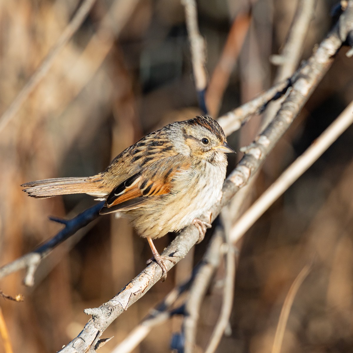 Swamp Sparrow - ML647303198