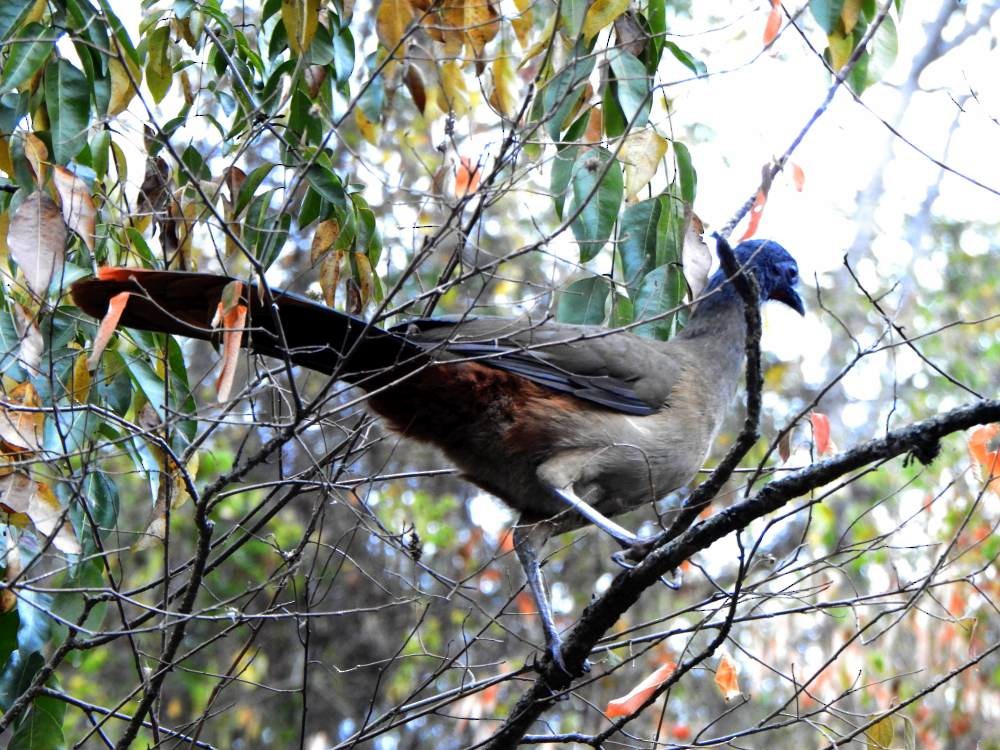 Чачалака рудогуза - ML647303201