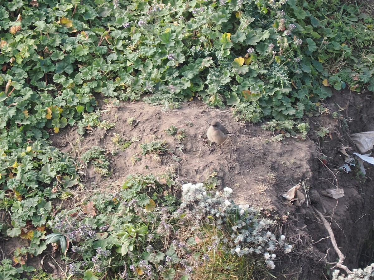 Moorland Chat (Abyssinian) - ML647303204