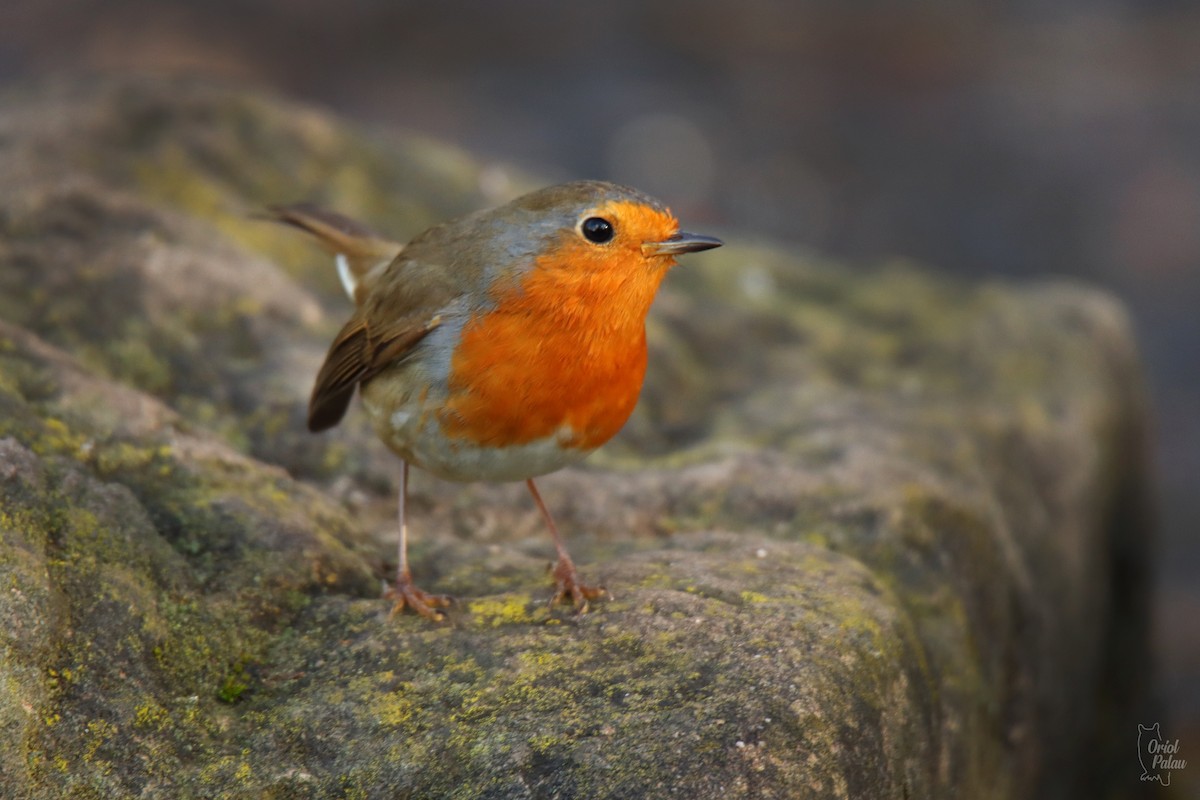 European Robin - ML647303206