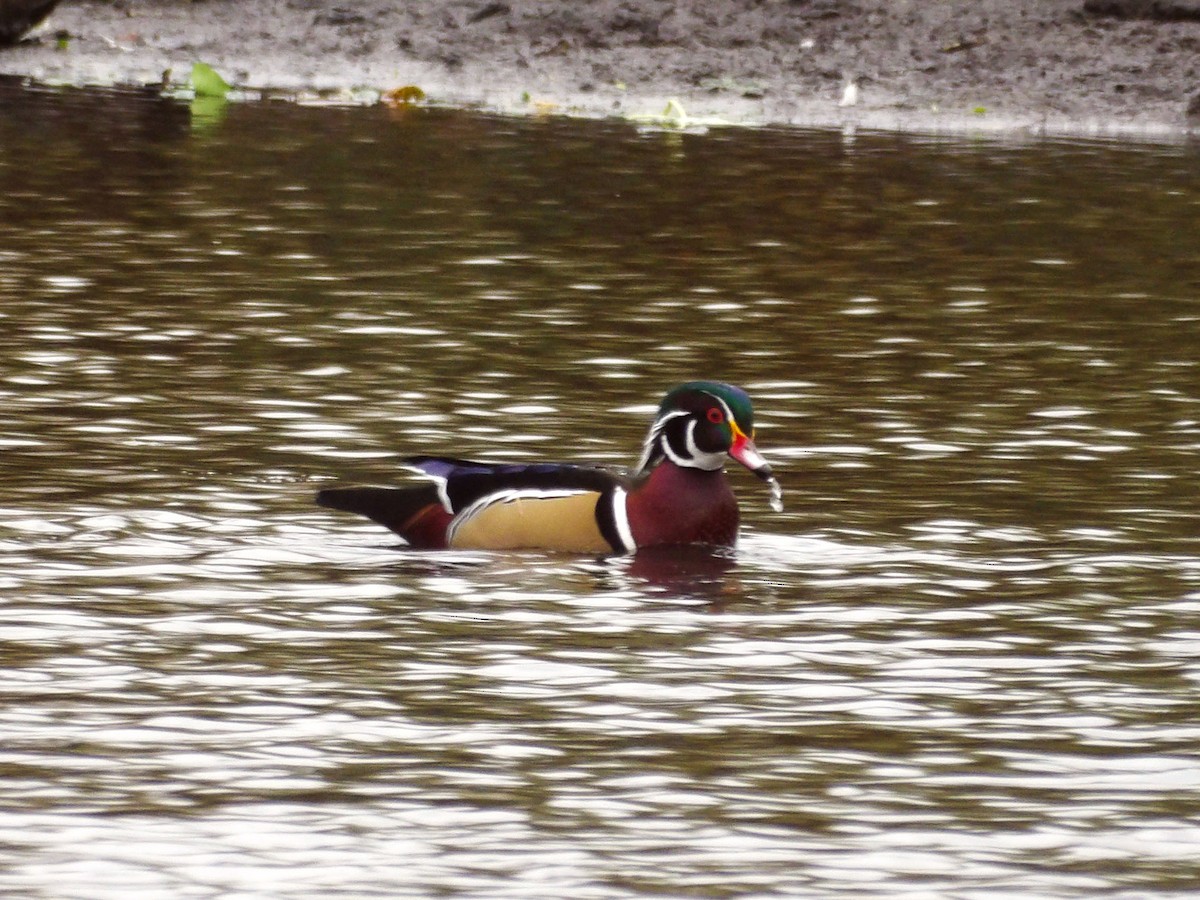 Wood Duck - ML647303207