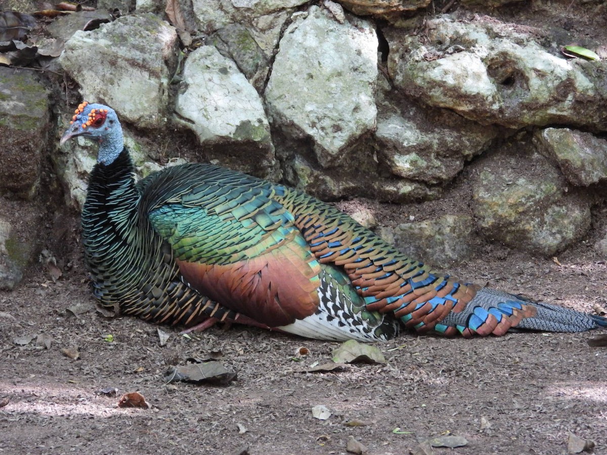 Індик малий - ML647303211