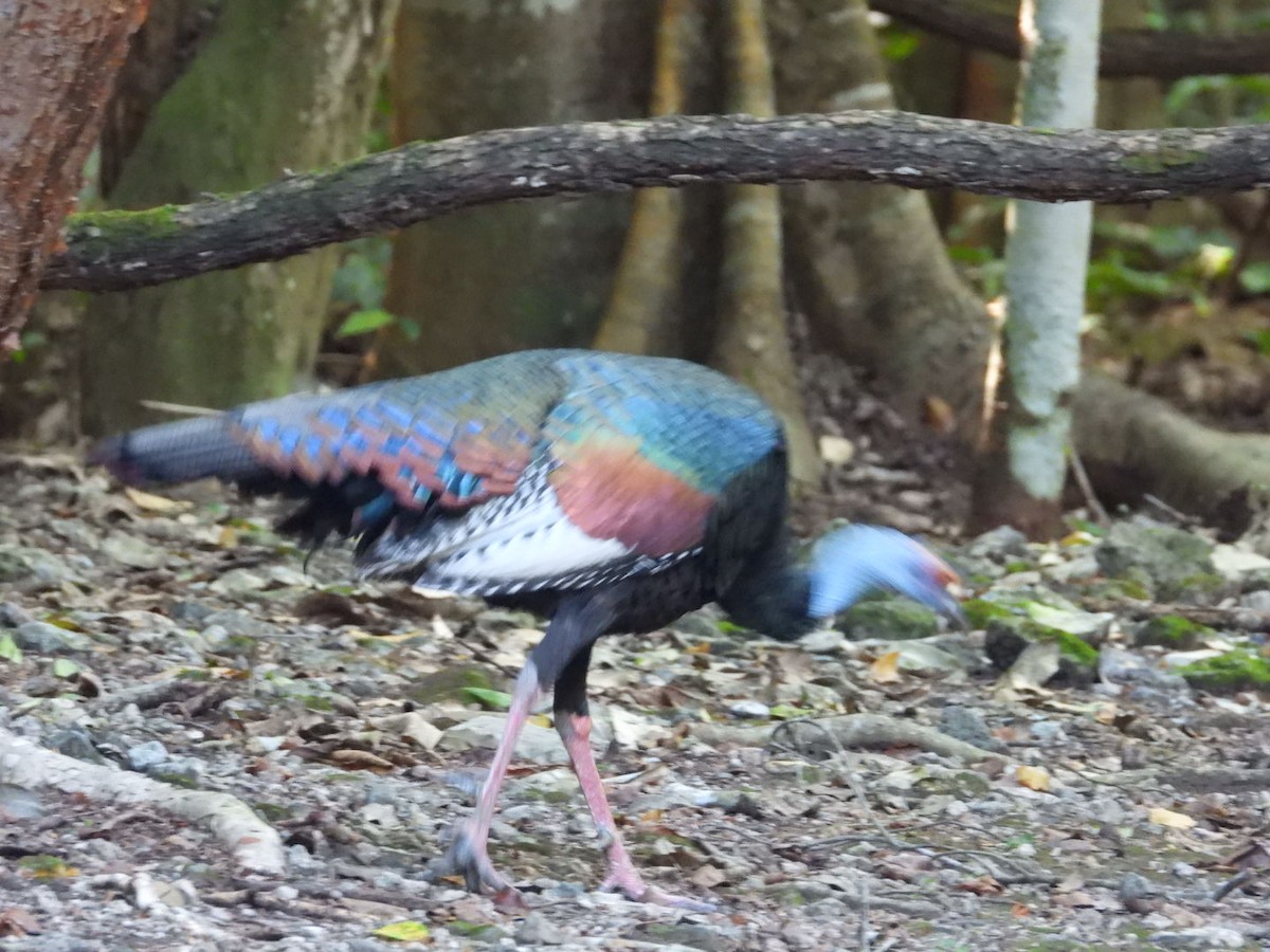 Індик малий - ML647303212