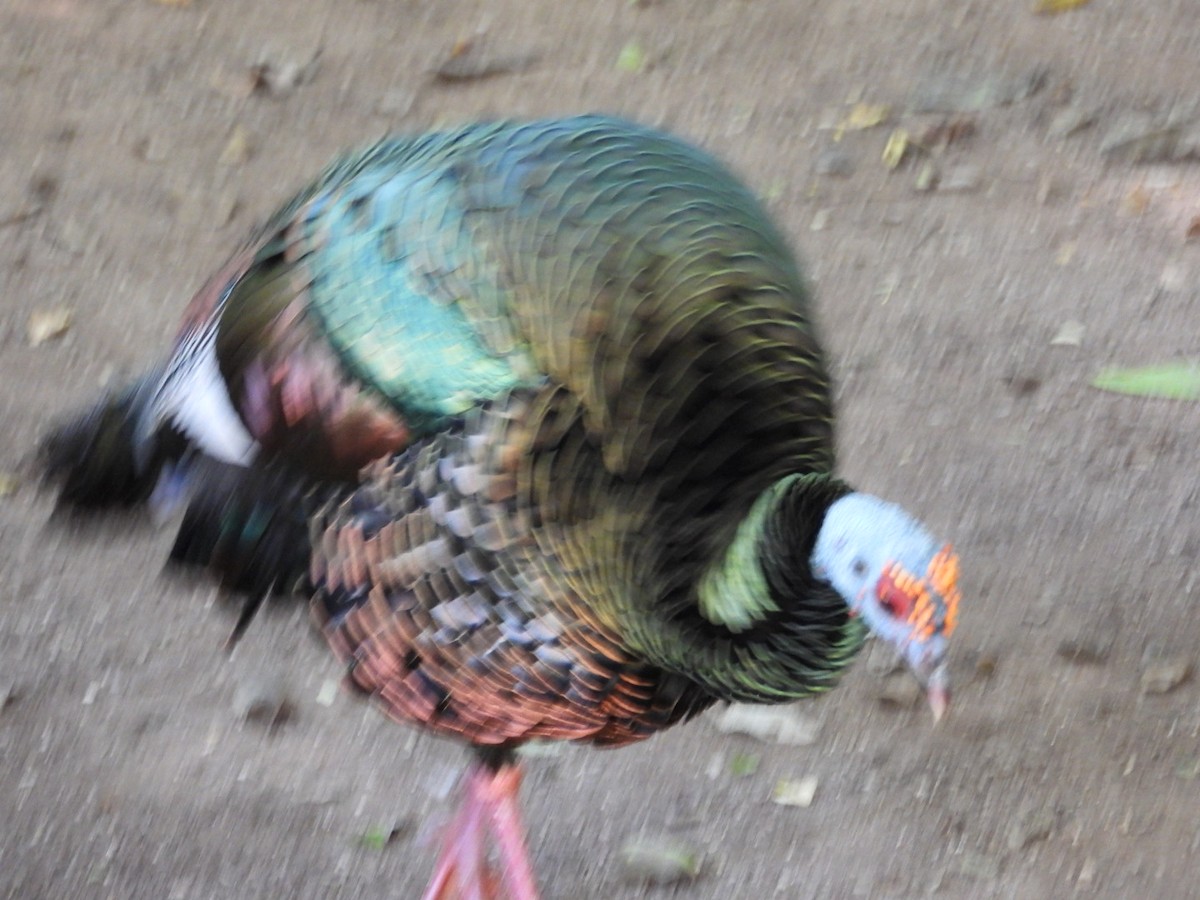 Індик малий - ML647303213