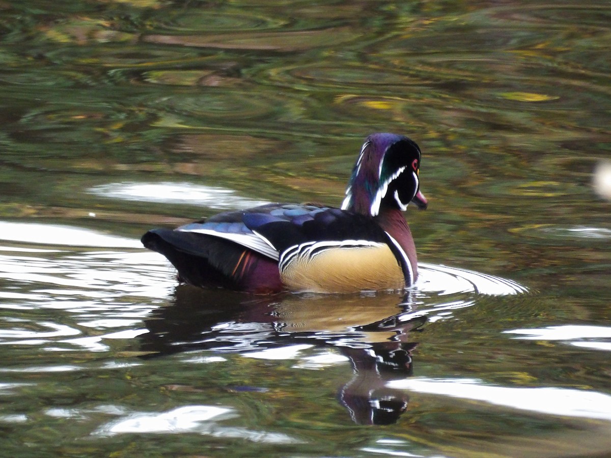 Wood Duck - ML647303215