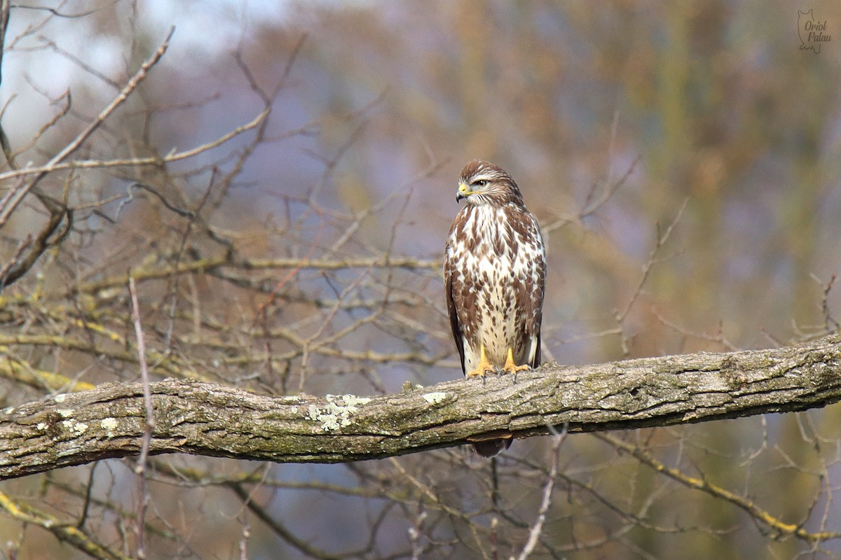 Common Buzzard - ML647303236