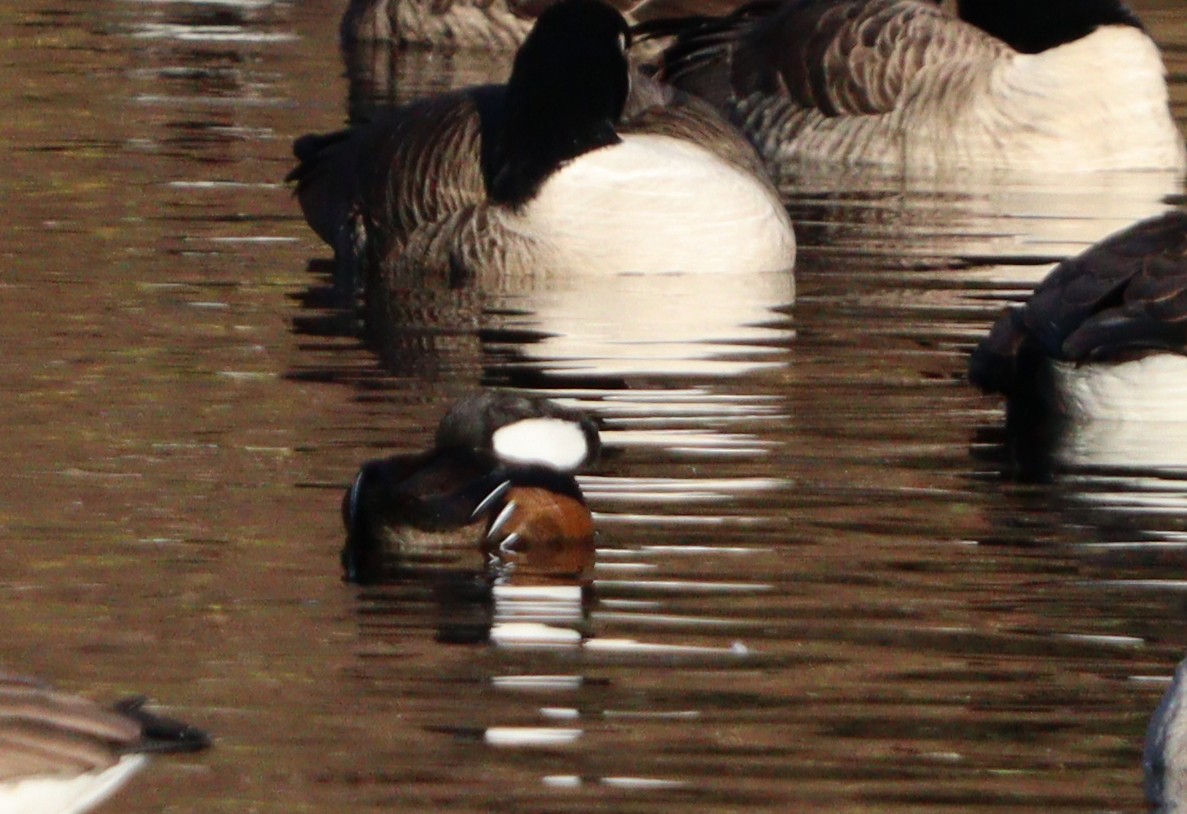 morčák chocholatý - ML647303238