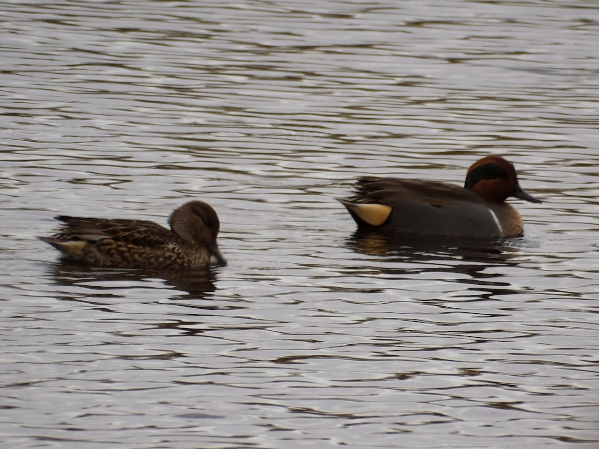 Green-winged Teal - ML647303255