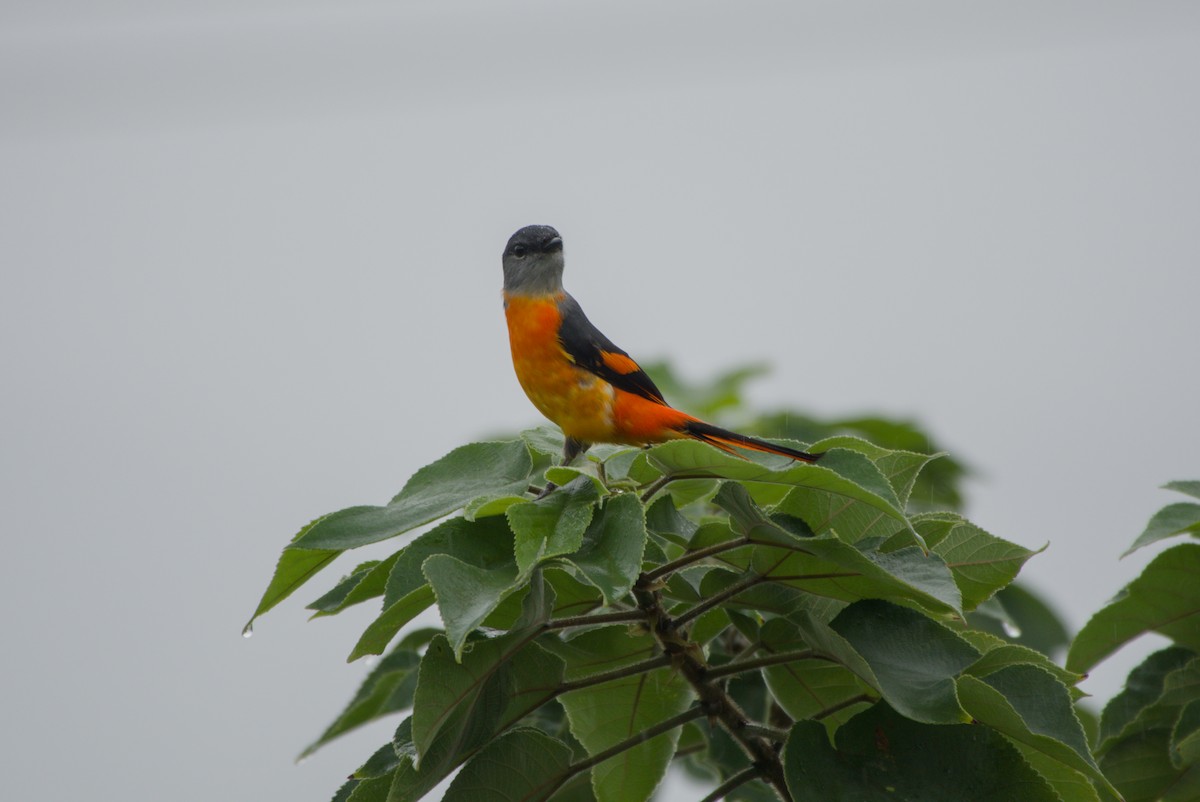 gråhakemønjefugl - ML647303258