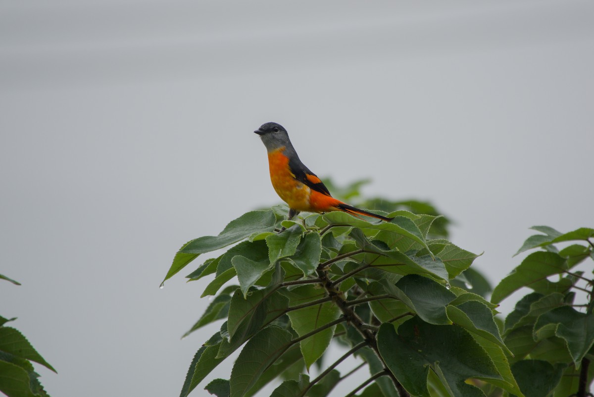 gråhakemønjefugl - ML647303259