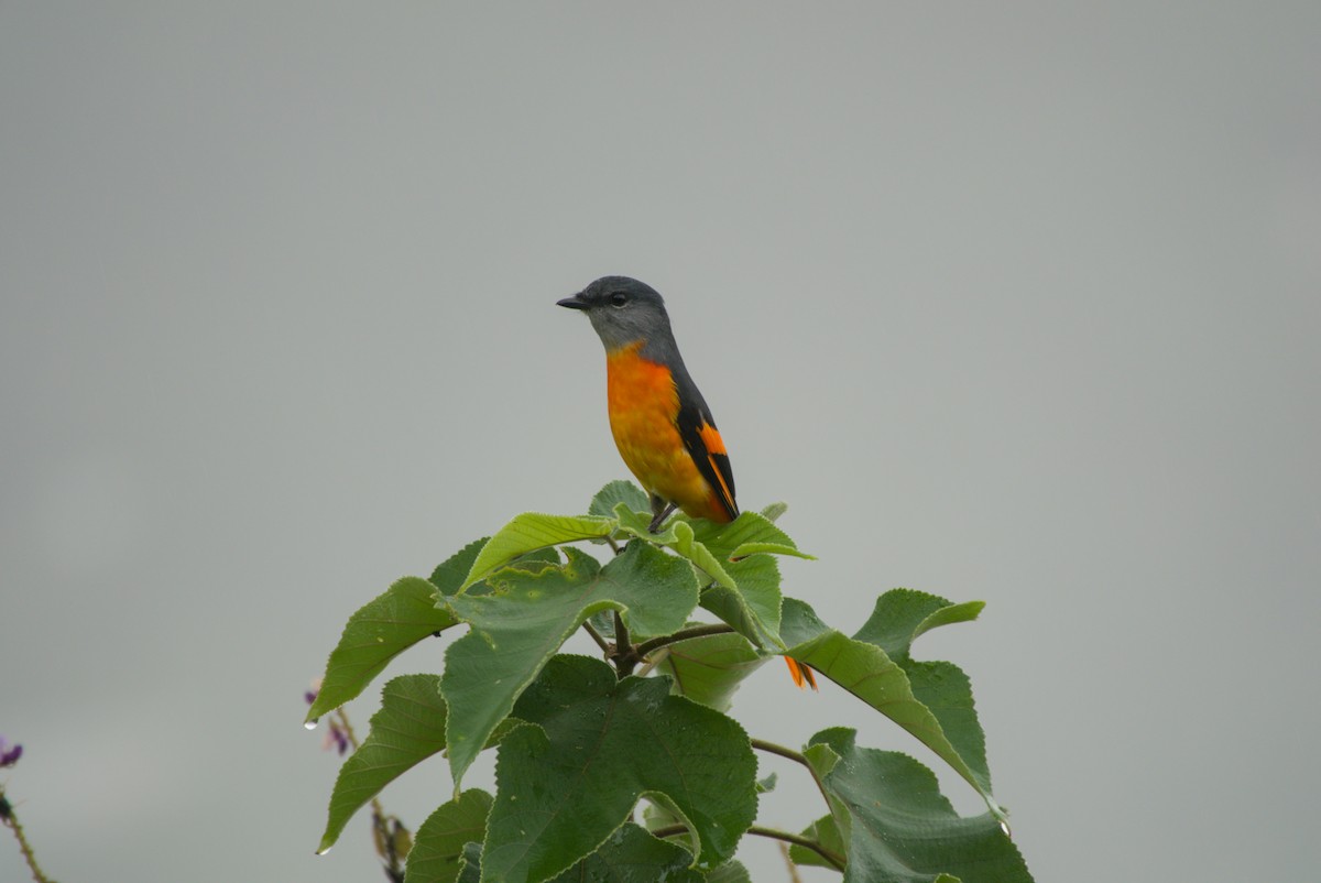 gråhakemønjefugl - ML647303260