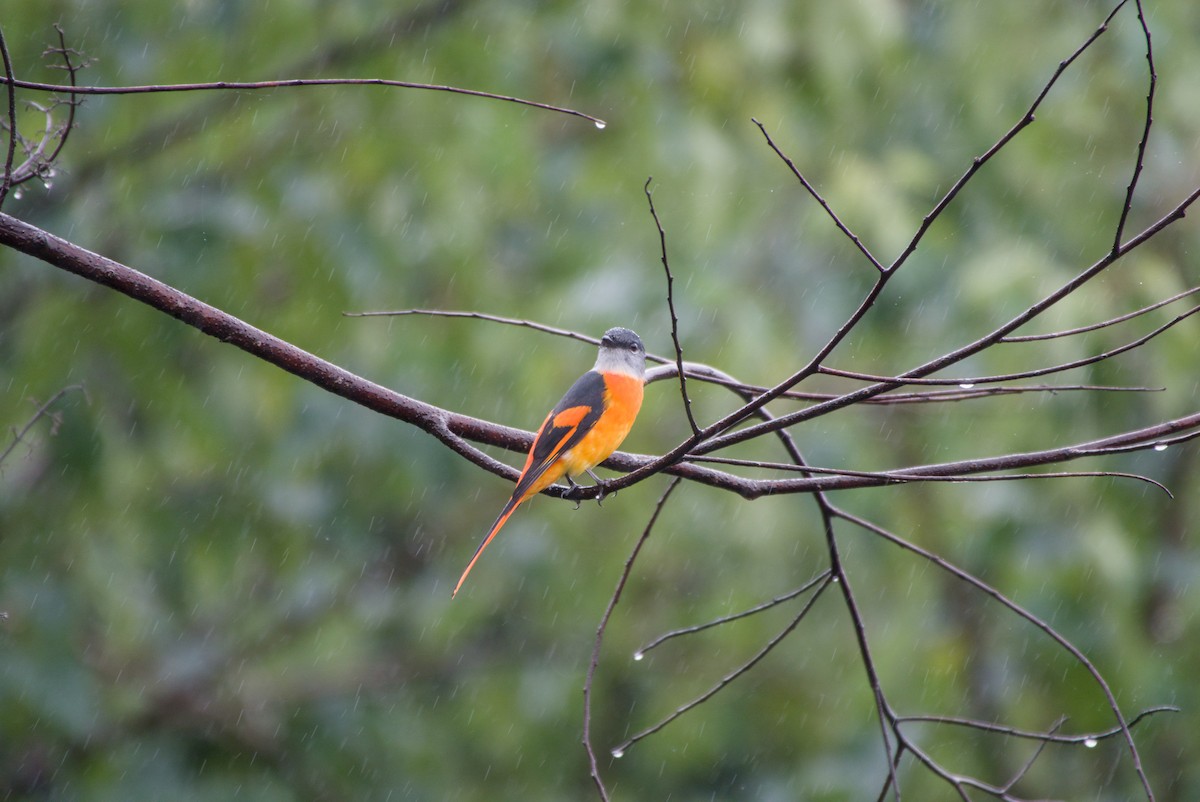 gråhakemønjefugl - ML647303261