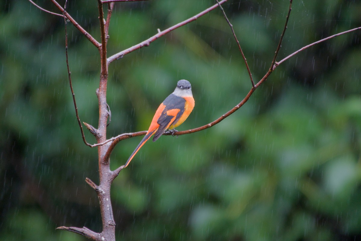 gråhakemønjefugl - ML647303262