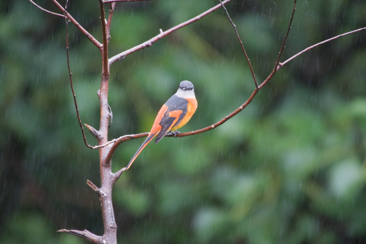 gråhakemønjefugl - ML647303264