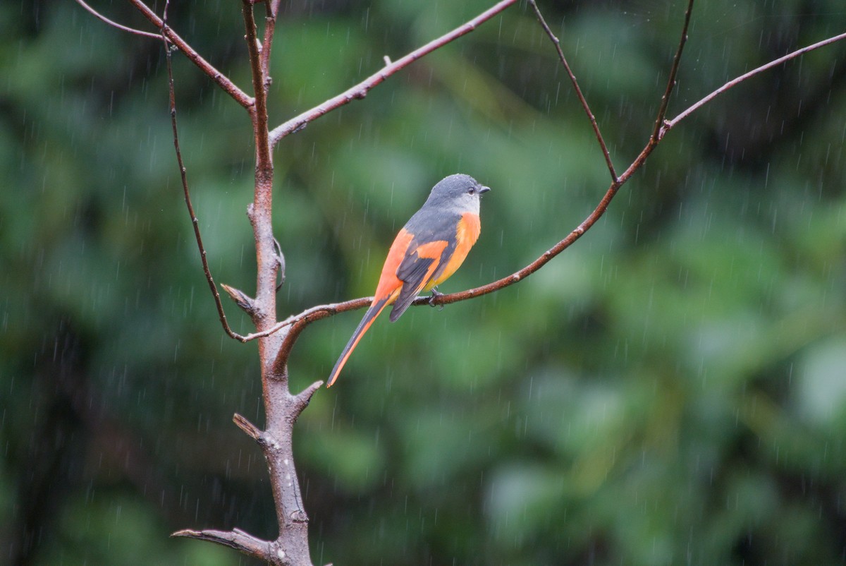 gråhakemønjefugl - ML647303265