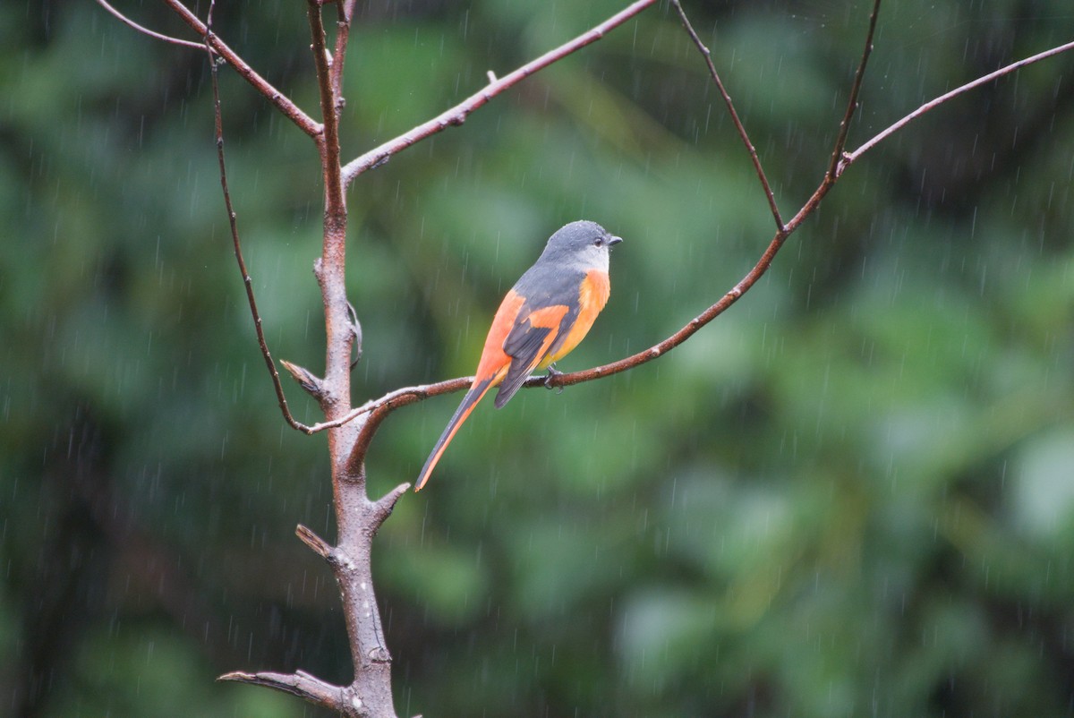 gråhakemønjefugl - ML647303266