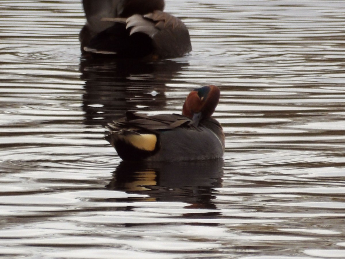Green-winged Teal - ML647303268