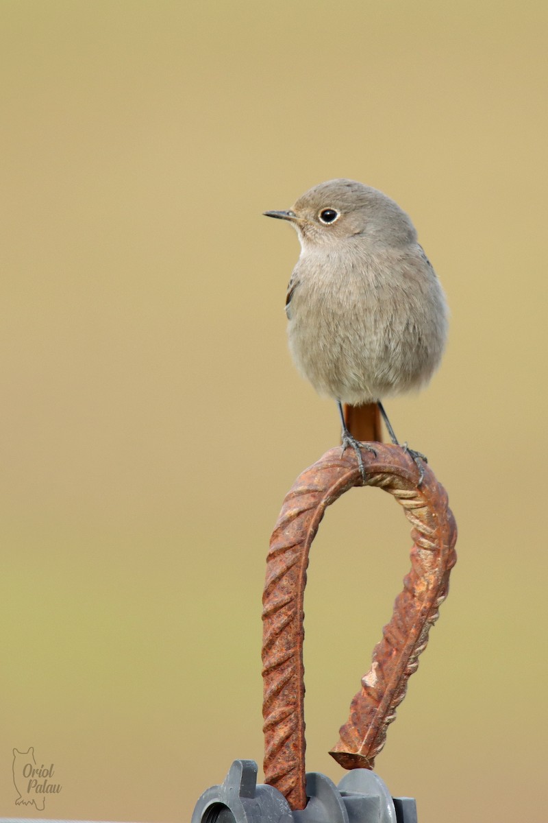 Black Redstart - ML647303269