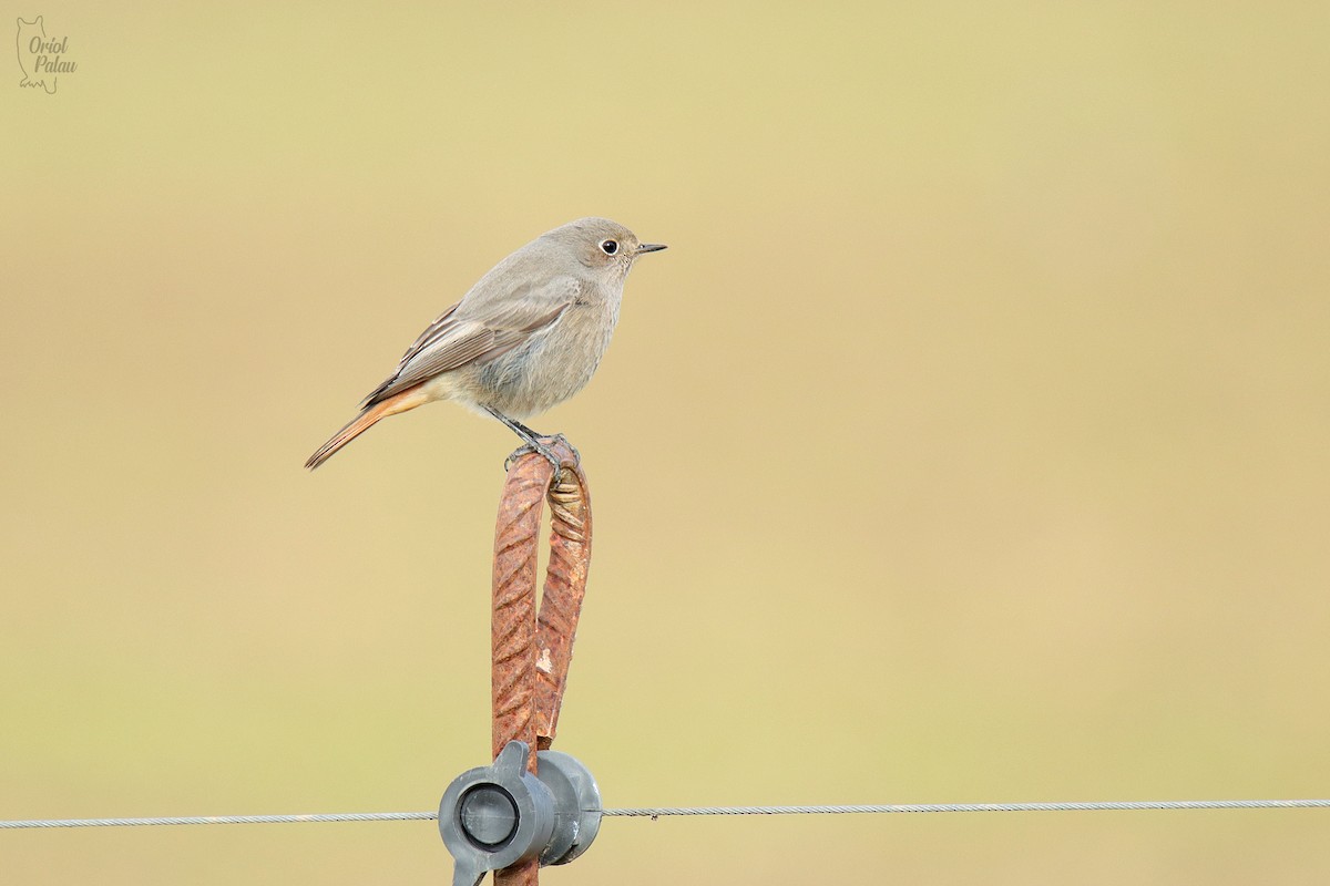 Black Redstart - ML647303272