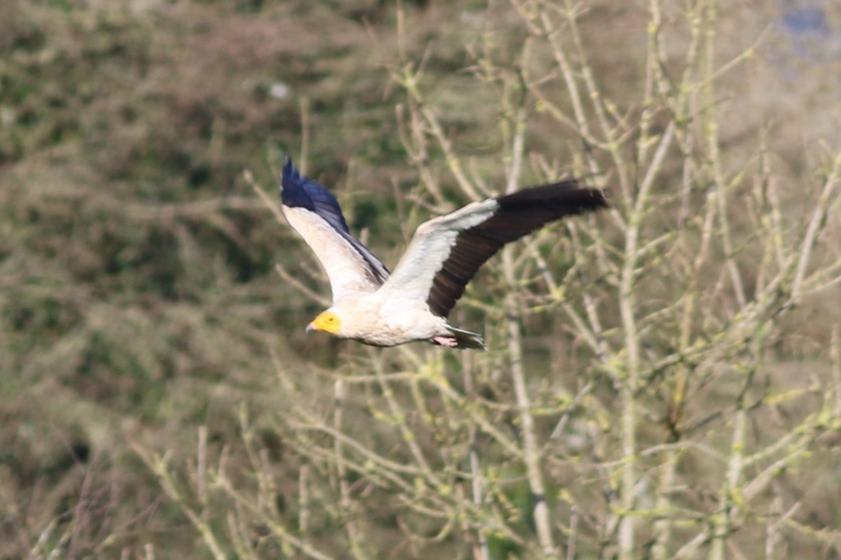 エジプトハゲワシ - ML647303273