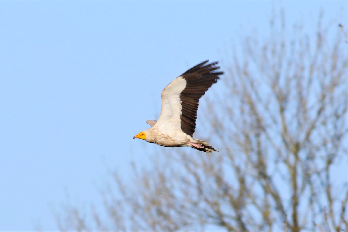 エジプトハゲワシ - ML647303274