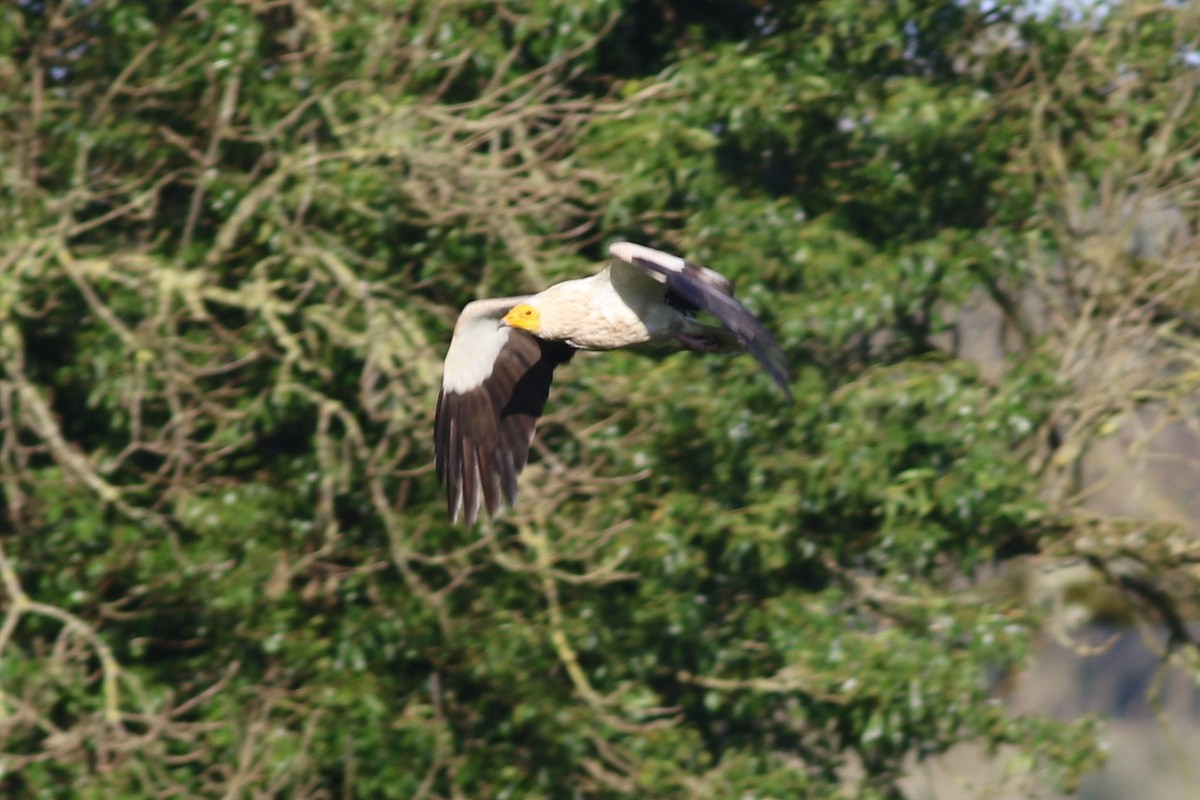 エジプトハゲワシ - ML647303275