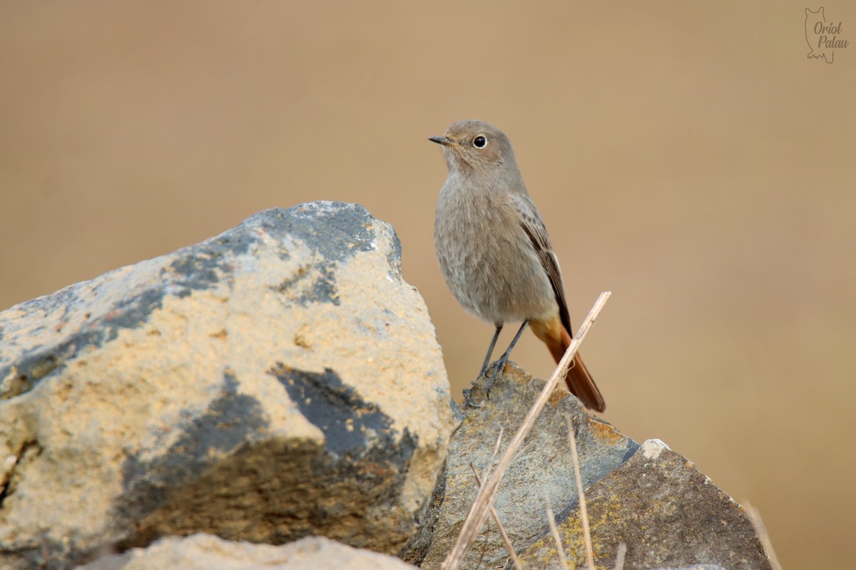Black Redstart - ML647303277