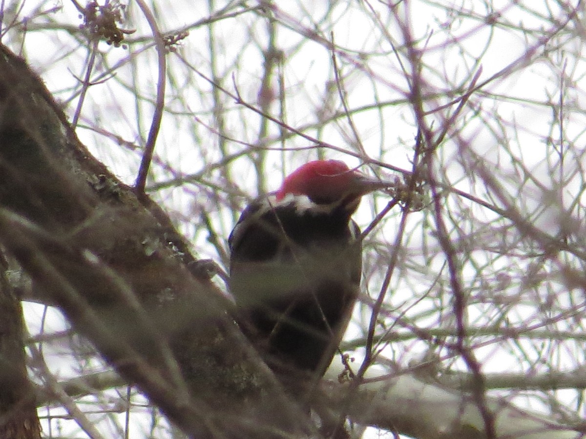 Pileated Woodpecker - ML647303284