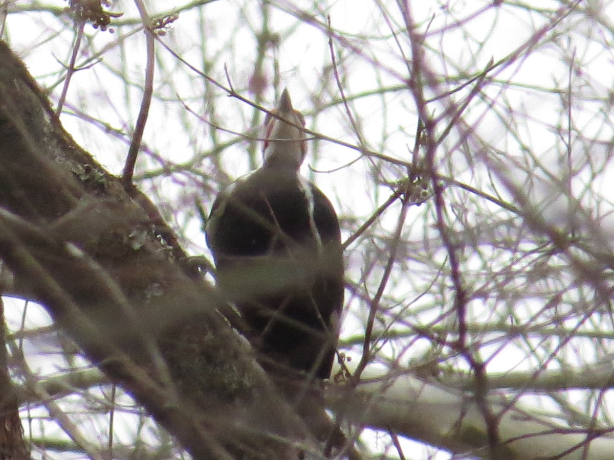 Pileated Woodpecker - ML647303285