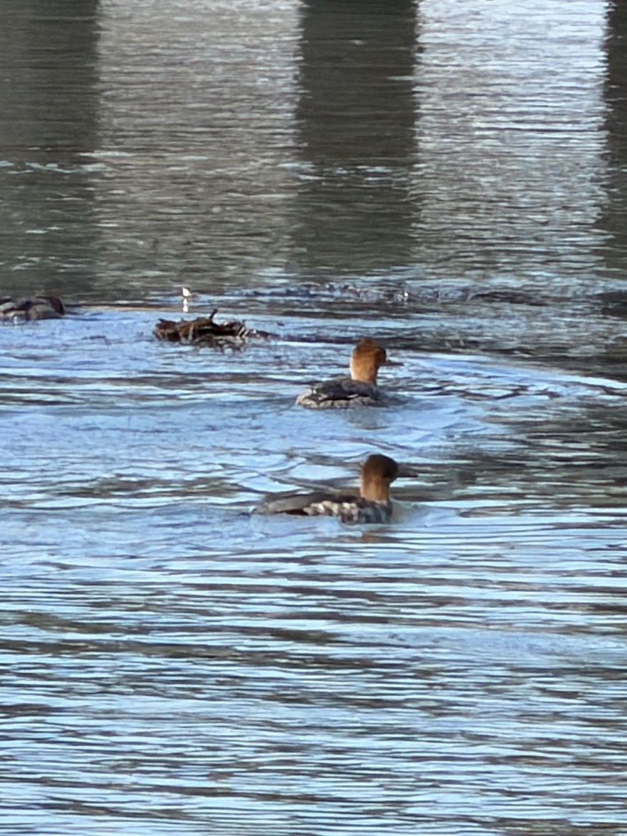 Red-breasted Merganser - ML647303291