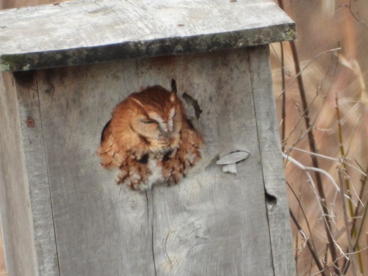 Eastern Screech-Owl - ML647303308