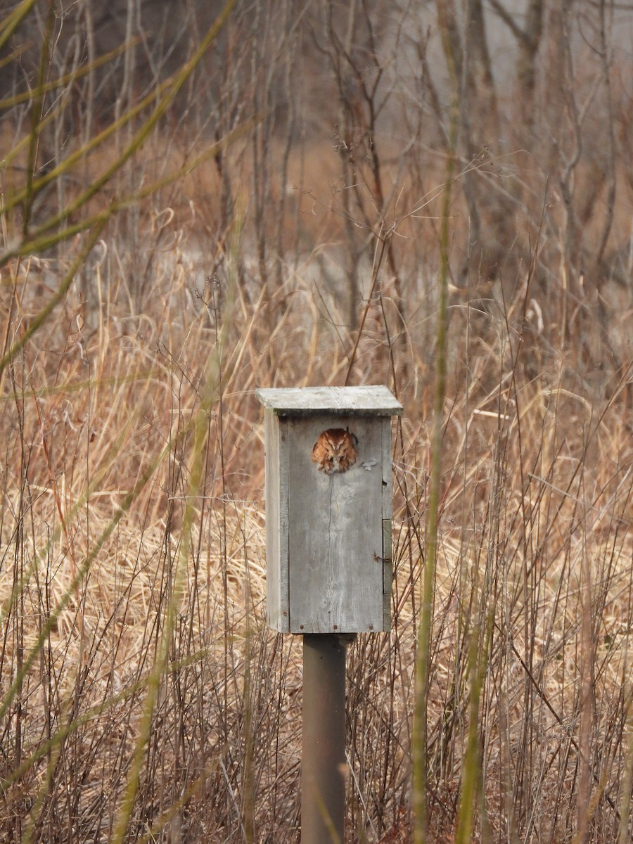 Eastern Screech-Owl - ML647303309