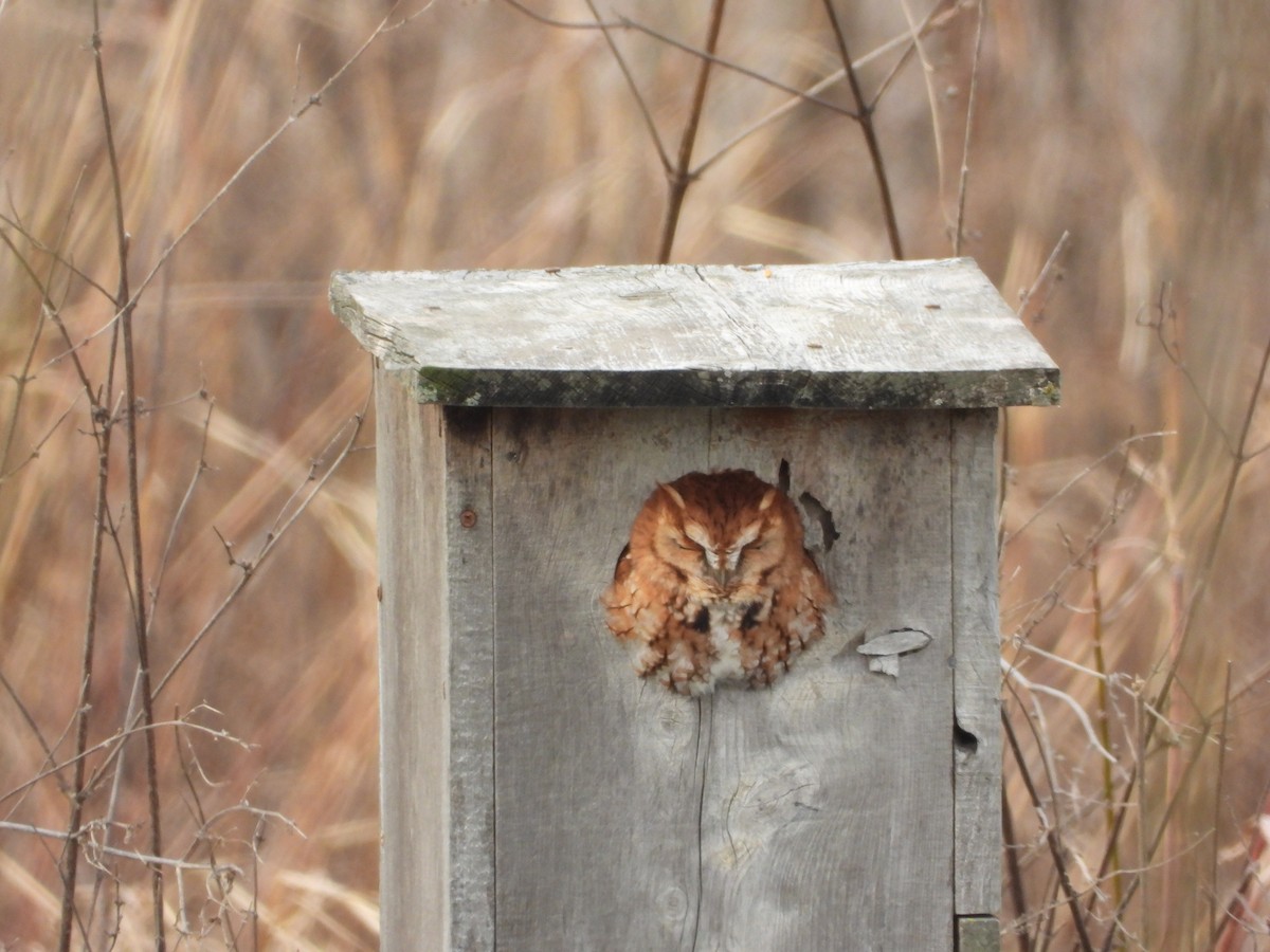 Eastern Screech-Owl - ML647303310