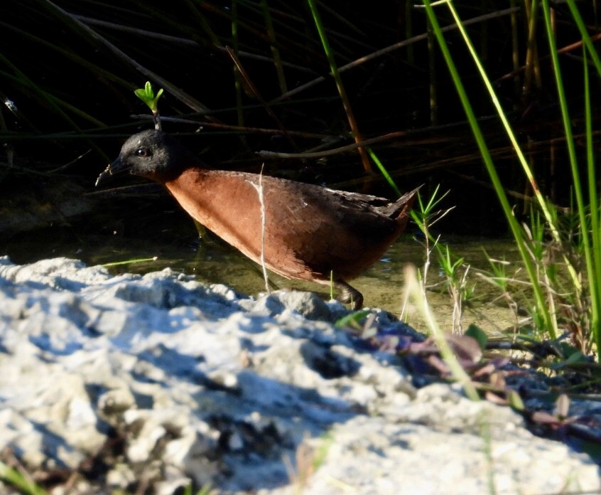 Погонич рудий - ML647303313