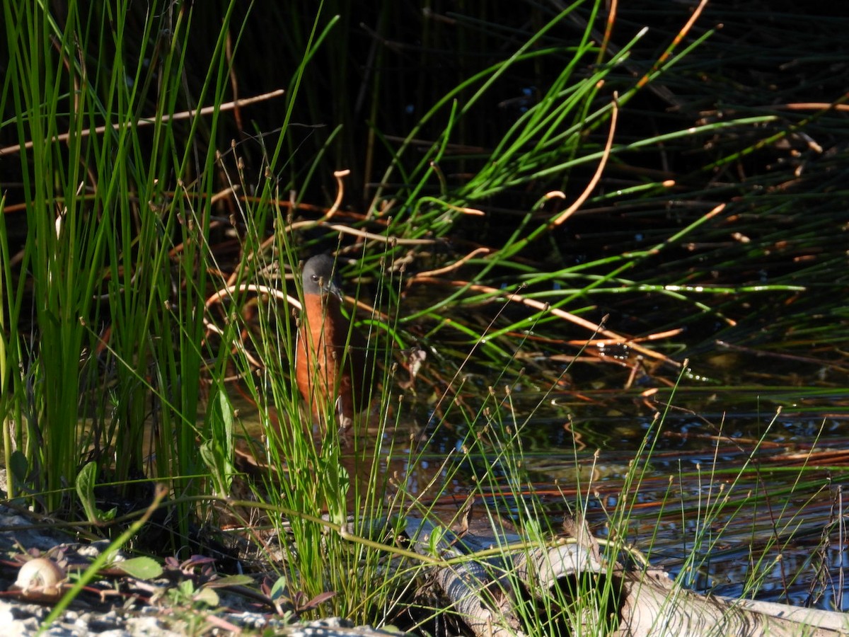 Погонич рудий - ML647303314