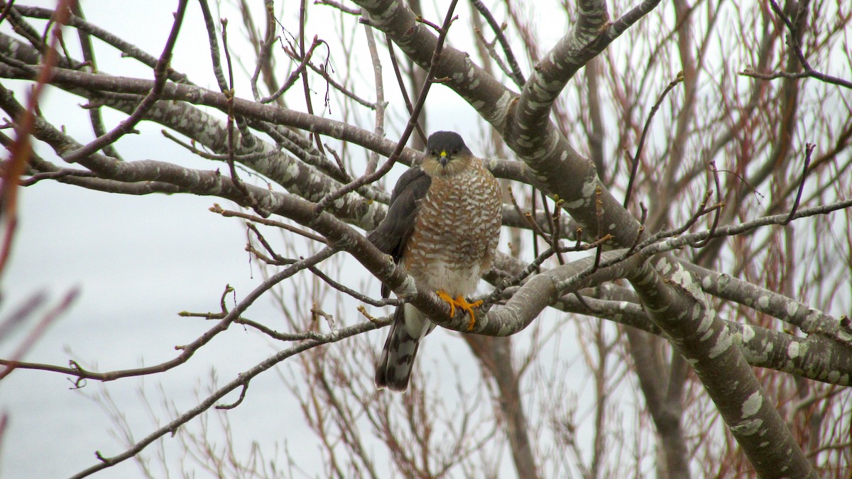 Épervier brun - ML647303317