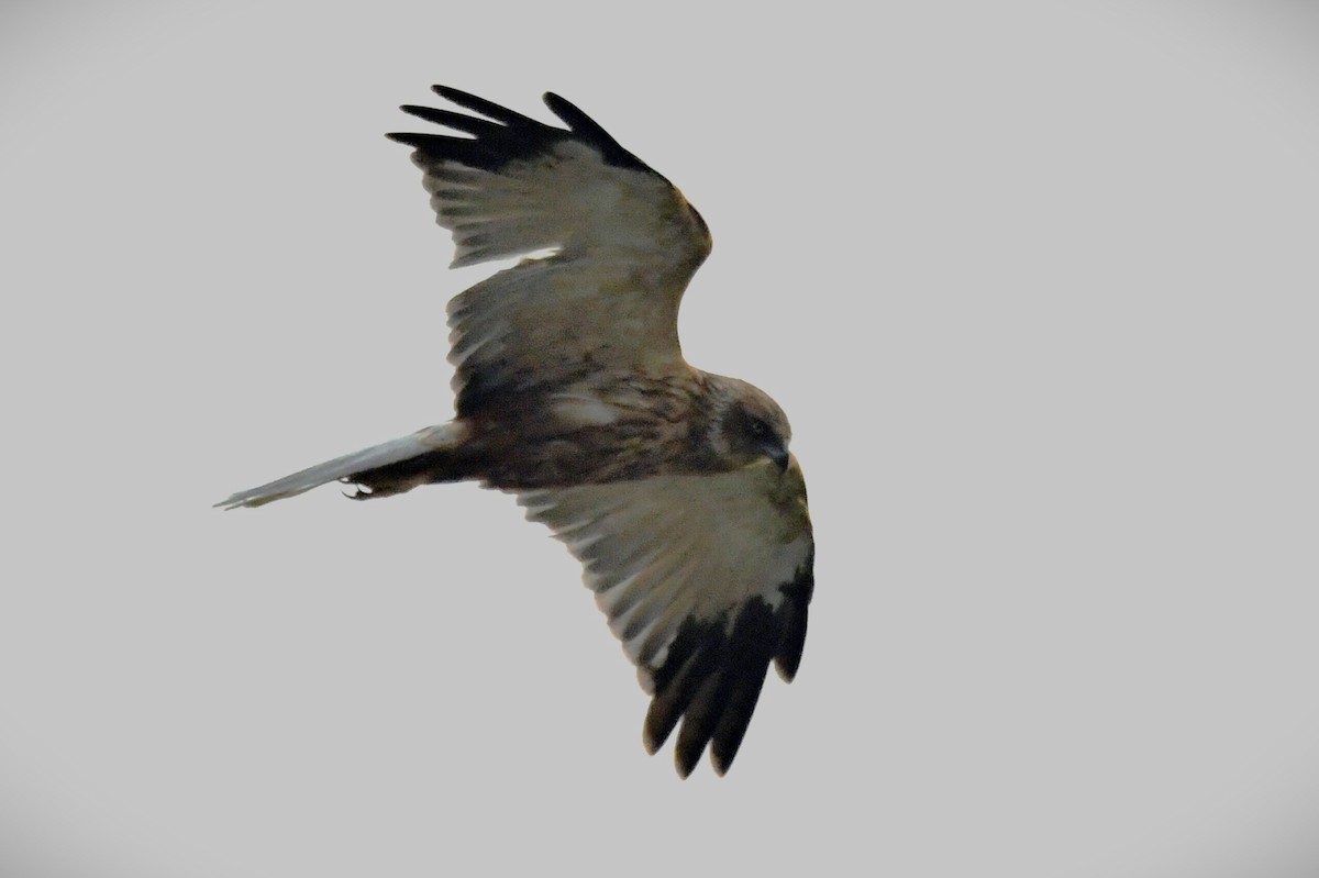 זרון סוף - ML647303320