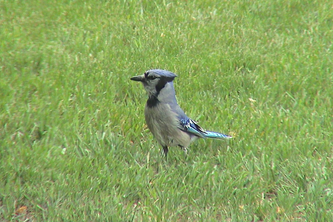 Mavi Karga - ML647303327