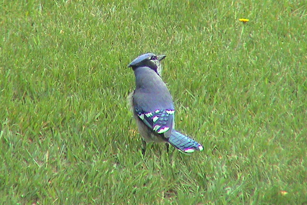 Mavi Karga - ML647303328