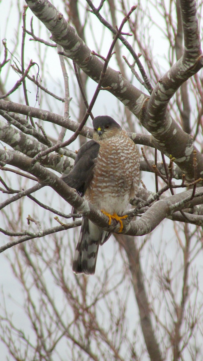 Épervier brun - ML647303334