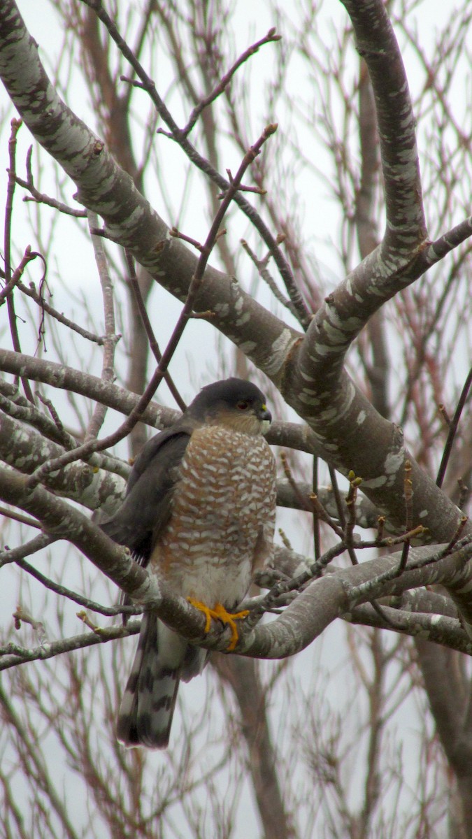 Épervier brun - ML647303335