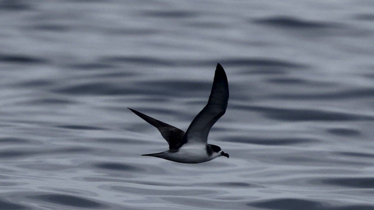 Juan Fernandez Fırtınakuşu - ML647303339